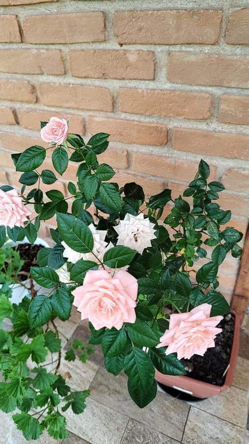 Chale Vale Das Flores - Visconde De Maua Rj Εξωτερικό φωτογραφία